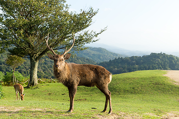 Image showing Male deer