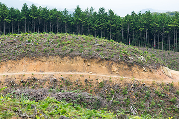 Image showing Forest and meadow