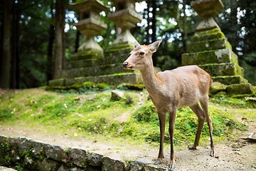 Image showing Deer in Japanese temple