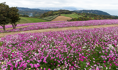 Image showing Cosmos flower in autumn season