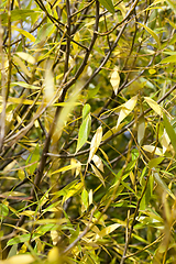 Image showing Yellow leaves