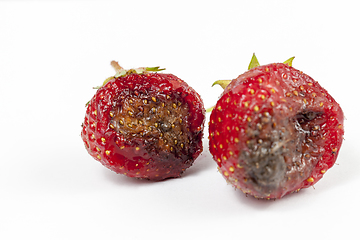 Image showing strawberry with mold