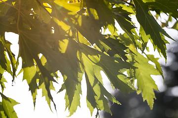 Image showing green maple foliage