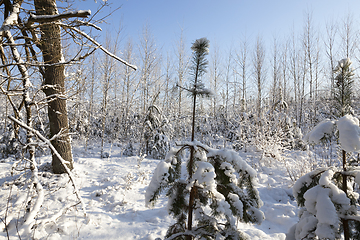 Image showing young forest