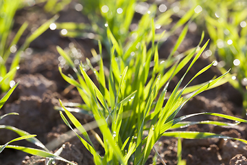 Image showing Wheat green field