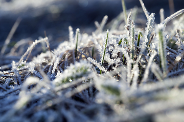 Image showing grass in winter