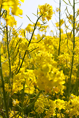 Image showing Yellow blossoming rape