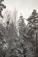 Image showing Snow in winter