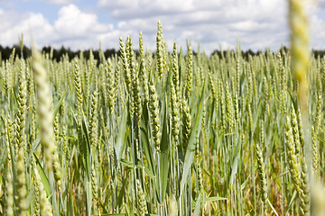 Image showing Ears of wheat