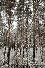 Image showing Forest in winter