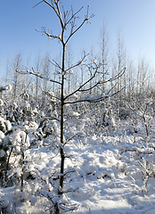 Image showing young snow-covered forest