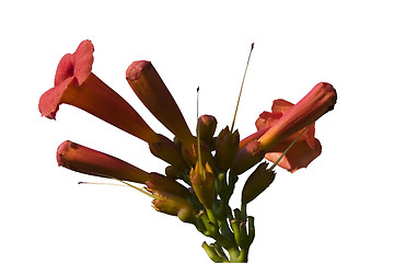 Image showing Red Flower