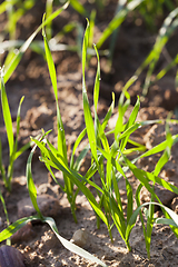 Image showing Fresh green wheat