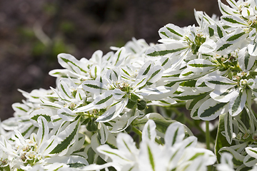 Image showing white flowers