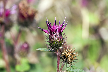 Image showing flowering thistles