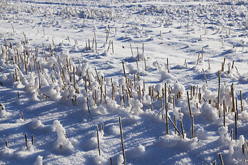 Image showing Snow covered field