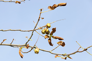 Image showing Fresh chestnut