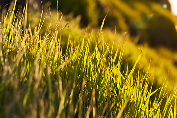 Image showing Wheat Grain