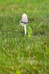 Image showing Forest mushrooms