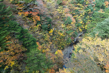 Image showing Forest landscape in autumn