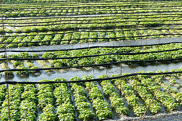 Image showing Wasabi plant in meadow