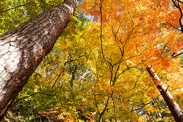 Image showing Maple tree forest