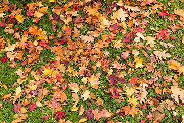 Image showing Maple leaves on ground