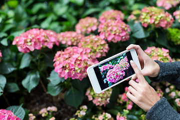 Image showing Woman using cellphone to take photo on Hydrangea