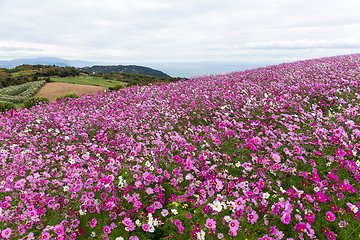 Image showing Cosmos flowers garden