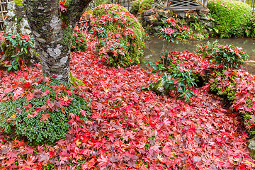 Image showing Autumn garden