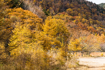Image showing Forest in Autumn in Nikko