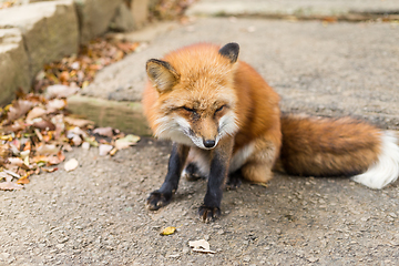 Image showing Cute red fox