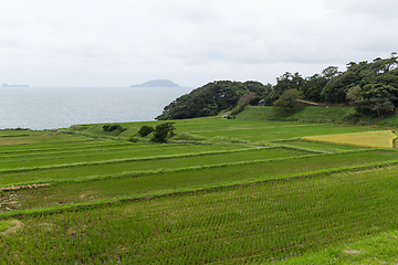 Image showing Rice meadow