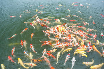 Image showing Koi fish in the garden pond