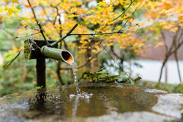 Image showing Water bamboo with maple tree