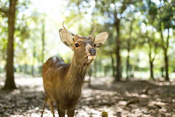 Image showing Deer relaxing at Nara Park