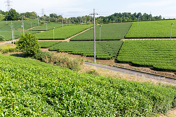 Image showing Tea garden