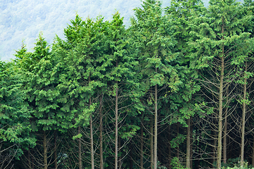 Image showing Greenery forest