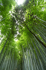 Image showing Bamboo forest at Arashiyama in Kyoto