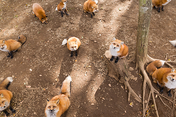 Image showing Group of fox together