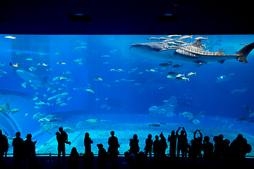 Image showing Okinawa Aquarium 