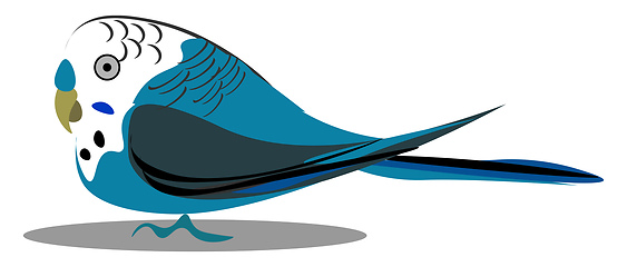 Image showing A small budgerigar bird vector or color illustration