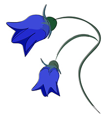 Image showing Bright bellflower vector or color illustration