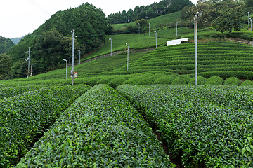 Image showing Fresh green tea farm