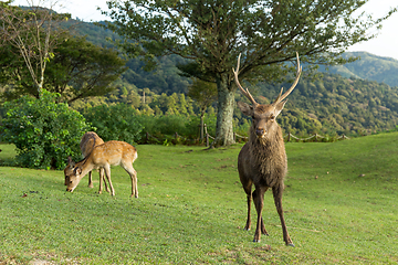 Image showing Male deer at mountain
