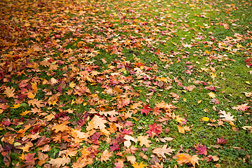 Image showing Autumn leaves on lawn