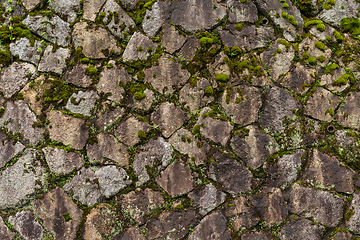 Image showing Rock stone wall with green sprout