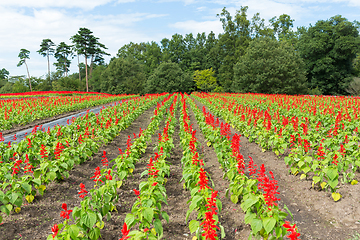 Image showing Salvia farm