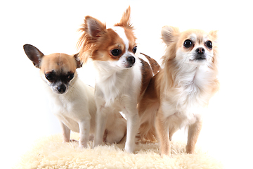 Image showing three chihuahua is resting