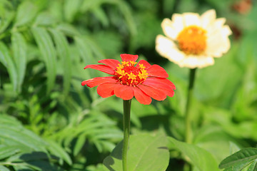 Image showing Red mayor flower